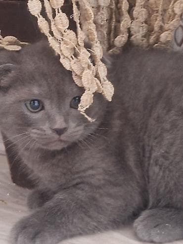 Şotland, Dişi — 1