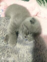 K/t heyvanları və malları: Şotland, Dişi, Ünvandan götürmə — 5