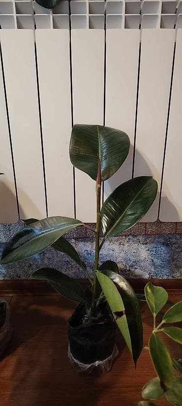 bezek bitkisi: 5 və 6 azn olanı qalıb bundan biraz balaca Variegatlı Fikus Elastica — 3