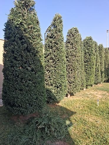 heyet qapisi: Canlı rulon qazon və landşaft abadlaşdırma xidməti - Rulon qazon — 4