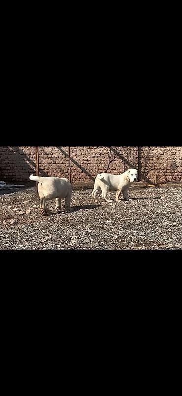 Quşlar: Satışda: ağ rəngli iri cüssəli balalar (2 ədəd) Xüsusiyyətlər: - — 2