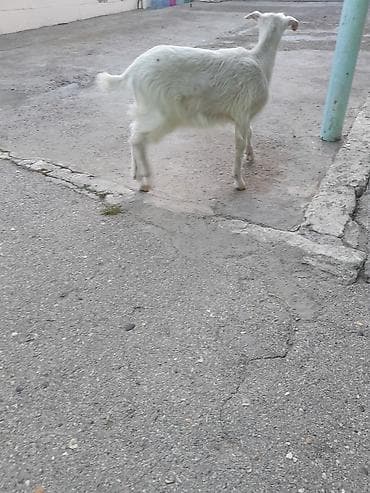 Atlar: Dişi, Zanen, il: 1, 30 kq, Damazlıq, Ünvandan götürmə — 6