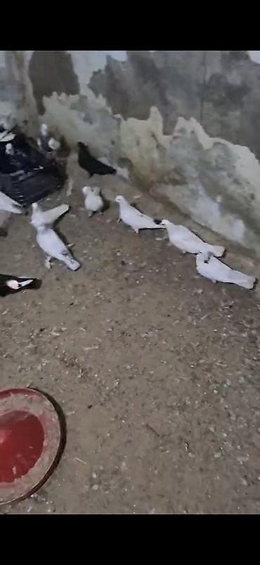 Məhsul: Ev göyərçinləri sürüsü Təsvir: - Şəkillərdə müxtəlif rəng — 2