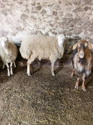 cins xoruz harda banlayar: Damazlıq erkek — 4