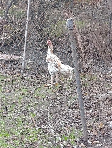 Птицы: 10 ayliq iri cusseli heyvandi cox yaxwi doyuw qabliyyeti var ciddi — 2