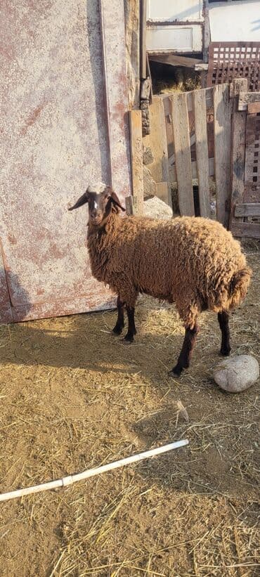 şotland pişiyi haqqında: - Rəng: tünd qəhvəyi bədən, alnında ağ ləkə - Quzuluq/istehsal: ət və — 4