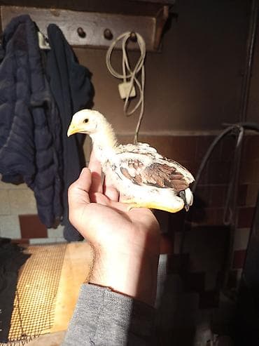heyratı shamo: Toyuq cücələri, Damazlıq — 1