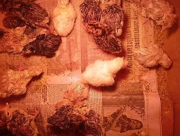 Mal-qara: Məhsul: hindushka cücələri Təsvir: - Yeni çıxmış bildirçin cücələri — 2