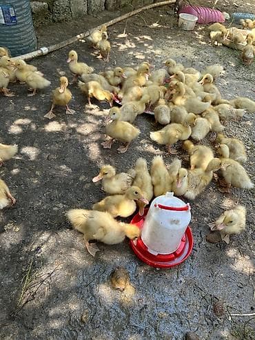 ordey balası: 15 günlüy 85 ədəd PEKİN ördəy balalarıdı hamsı tam sağlamdı — 2