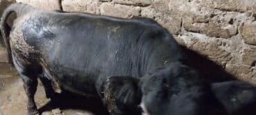 Qara rəngli erkək iribuynuzlu heyvan (öküz). - Cüssəli, ətlik