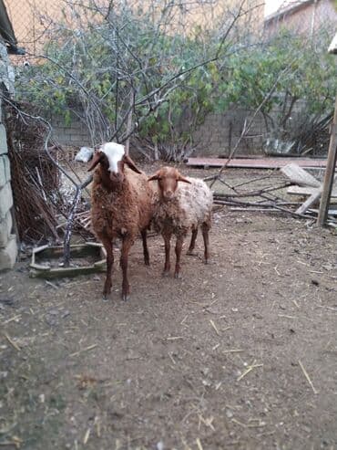 Saxlamalı sağlam yeyimcil iki erkek quzu qiymət çütüne aiddir