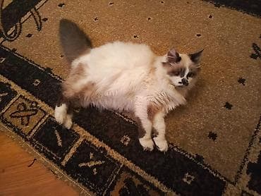 Digər heyvanlar: Erkək 5 aylıq, Syamnan sotlantın qarışığı - Rəng: krem-ağ əsas, qulaq — 3