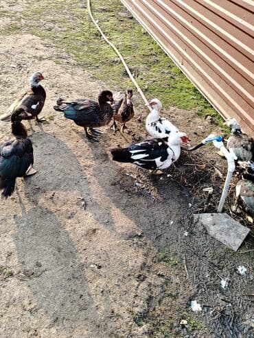 ordək adları: Salam. Elanı sona qədər oxuyun. 8 ədəd lal ördək satılır. Bir erkək — 4