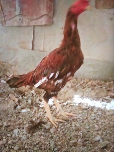 cucə və xoruz təmsil: Məhsul: Uzunboyun döyüş tipi xoruz (fotoşəkillərdəki) Təsvir: - — 10