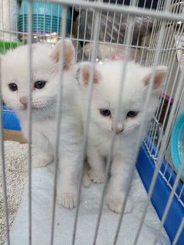 Птицы: Ağ rəngli bala pişiklər Turk Anqoru qrupundan iki ədəd,biri 100 — 1