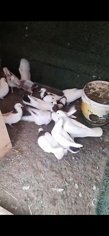 naxcivan heyvan elanlari: Quw yuvasi birde 12 dene quw icinde satilir tecili isteyen wap catda — 3