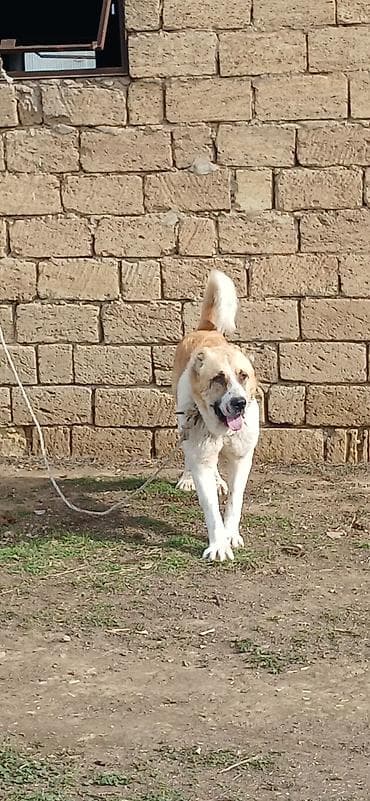 heyvan it: Qurdbasar, 2 il, Erkek, Peyvəndli — 3