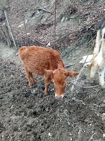 balaca quzu: Satılır: yerli mal-qara (dana və cavan inəklər) Məhsul təsviri: - — 2