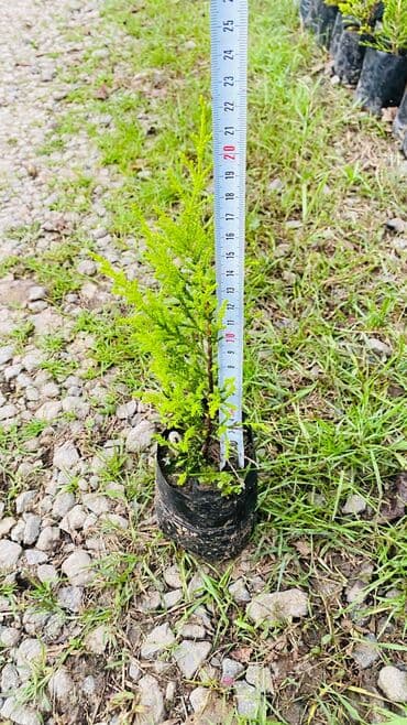 ucuz ikinci el: Limonni yolka şitili sifariş üçün əlaqə saxlaya bilərsiz whatsapp — 3