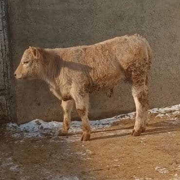 Lincoln: Cins buzov – açıq krem rəngli, qalın və sıx yun örtüklü. Geniş döş — 5