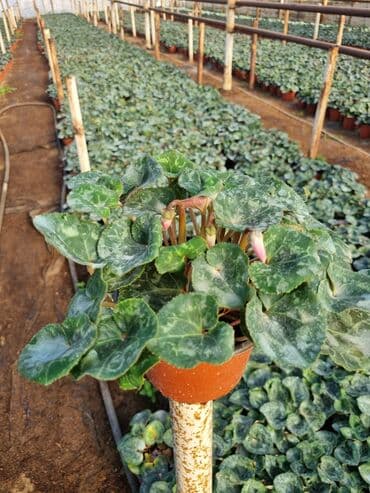 qızıl gül buketi: Gullerin satişi — 2