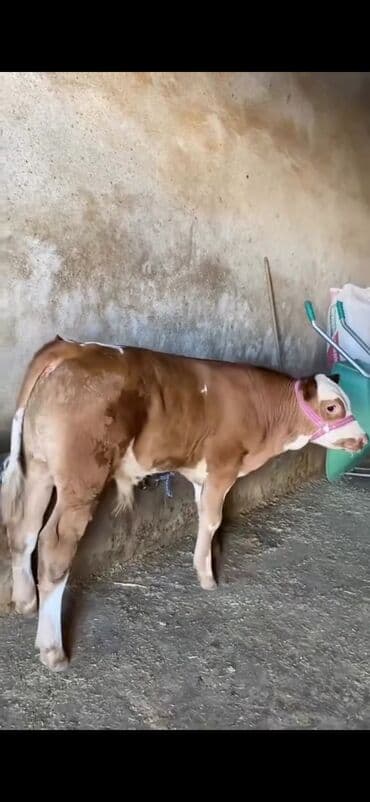 simmental ineklerin satisi: Satışda – sağlam, ətlik istiqamətli dana. Xüsusiyyətlər: - Cins tipi — 1