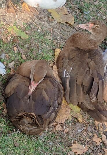 qoyun qiyməti 2024: Dişi, | Lal ördək, Macar, Damazlıq, Ünvandan götürmə, Ödənişli çatdırılma — 1