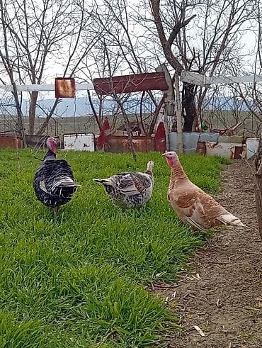 Dovşanlar: Erkək, Ətlik — 2