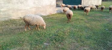 cucə və xoruz təmsil: Qoyun sürüsü satılır. ümumi 80 baş 60 quyun 10 yay quzusu 10 — 4