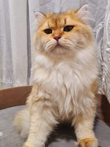 sari pisik: Britan, Dişi, Yaxşı əllərə, Ünvandan götürmə, Ödənişli çatdırılma — 6