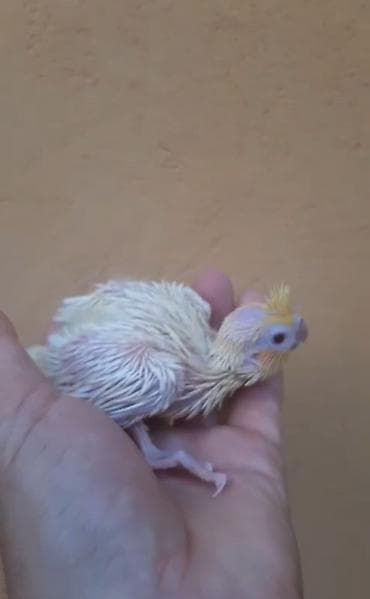 Digər quşlar: Albino korella bala
25 AZN — 3