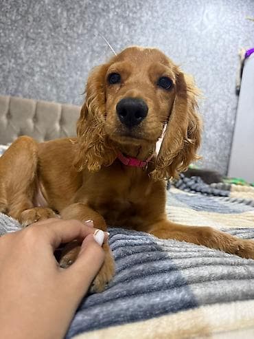 Koker spaniyel, 4 ay, Peyvəndli, Pulsuz çatdırılma
