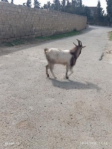 alabay sekilleri: Boz-qəhvəyi rəngli, uzun buynuzlu yerli keçi - Cins: yerli (mix) - — 7