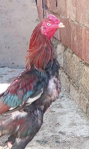 qus qefesleri: Xoruz, Heyratı, il: 1, Ünvandan götürmə — 3