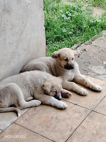 golden iti: İt balaları – iri cins, həyətyanı sahə üçün • Cins/type: Böyük — 2