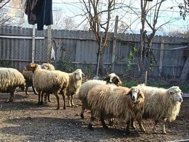 cins ineklerin satisi 2018: Qoyun sürüsü - Təxminən 8 baş ana qoyun və gənc dişilərdən ibarət — 4