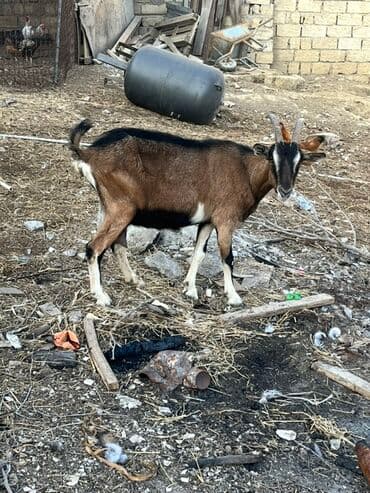 lal ördek satışı: Dişi, Alpine, il: 2, 60 kq, Damazlıq, Ünvandan götürmə — 2