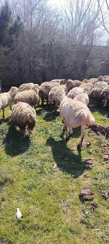 qoyun quyrugu: Qurbanliq ve toxumluq Qoclar ve quzular 40 kilodan 70 kiloya qeder her — 6