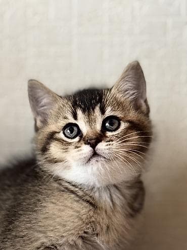 ag pisik balasi: Erkək, Dişi — 3