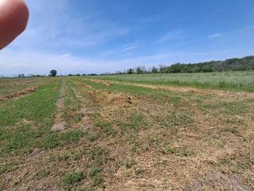 36 sot, Kənd təsərrüfatı, Barter mümkündür