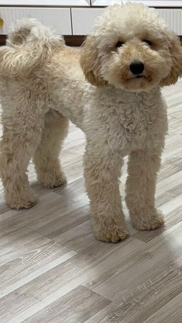 çin aslanı: Pudel, 6 ay, Erkek — 2