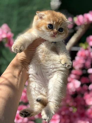 şotlan: Şotland — 5