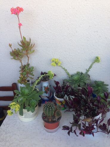 Dipcek gulleri,3,4,5,6,7,8manat