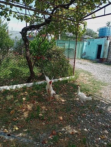 quzu satışı: Toyuq, Damazlıq — 3