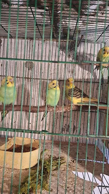 tutuquşu haqqinda melumat: Quşlar mehtabat qesebesi terevde di 4. 5.dene quş du mehtabat qesebesi — 3