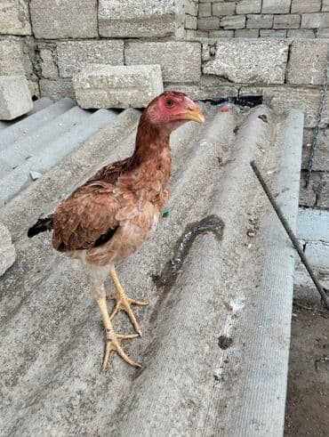 ordek balasi nece gune cixir: Toyuq cücələri, Damazlıq — 1