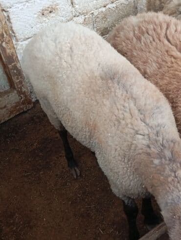 cins inekler azerbaycanda: Qoyun – ət və yun istiqamətli - Cins tipi: yerli qarışıq tip — 5
