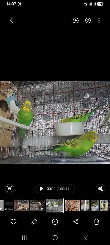 Salam hazir volnistir 3 yasil erkey bir maya 1cut ve 2 erkey lalafo.az -da Salam hazir volnistir 3 yasil erkey bir maya 1cut ve 2 erkey