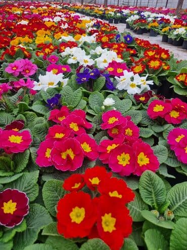 qızıl gül buketi: Gullerin satişi — 15