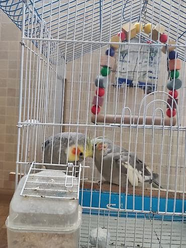 kanqal satisi: Salam biri disi bir erkek korella papuqaylari cox gozel oxumaqlari — 4